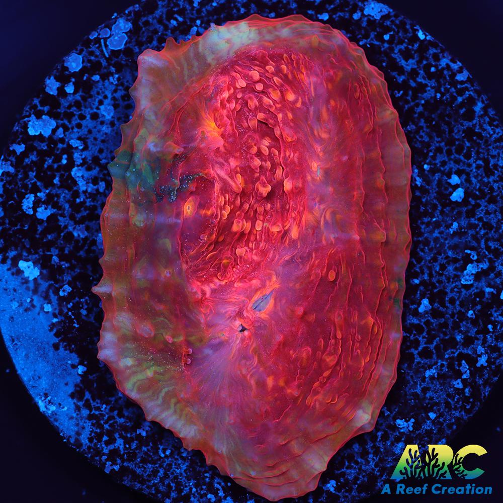 OG Trops Overdose Chalice