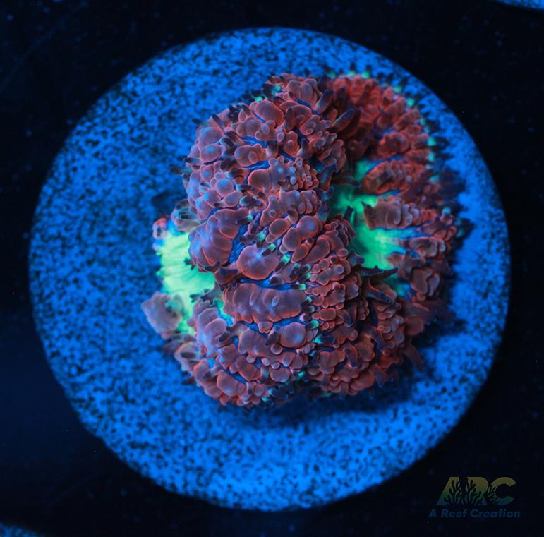 ARC Bubble Yum Blasto