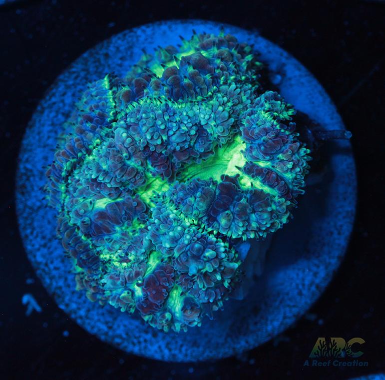 ARC Mint Mojito Blasto