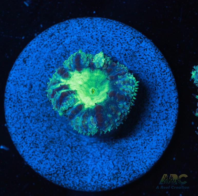 ARC Mint Mojito Blasto