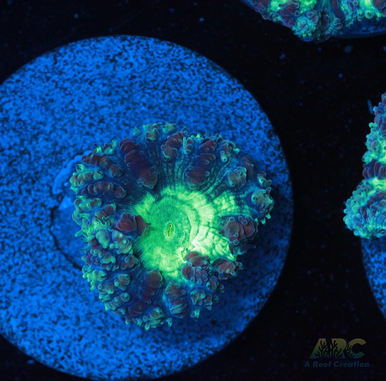 ARC Mint Mojito Blasto