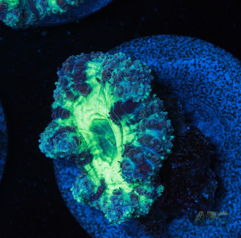 ARC Mint Mojito Blasto