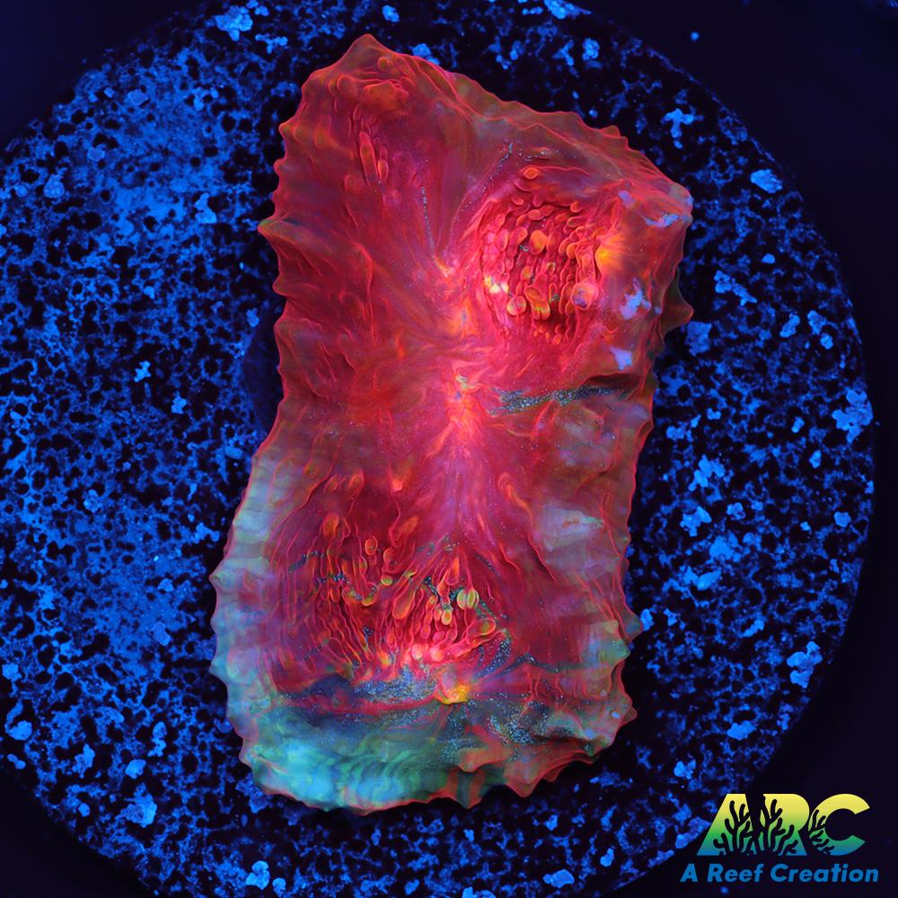 OG Trops Overdose Chalice