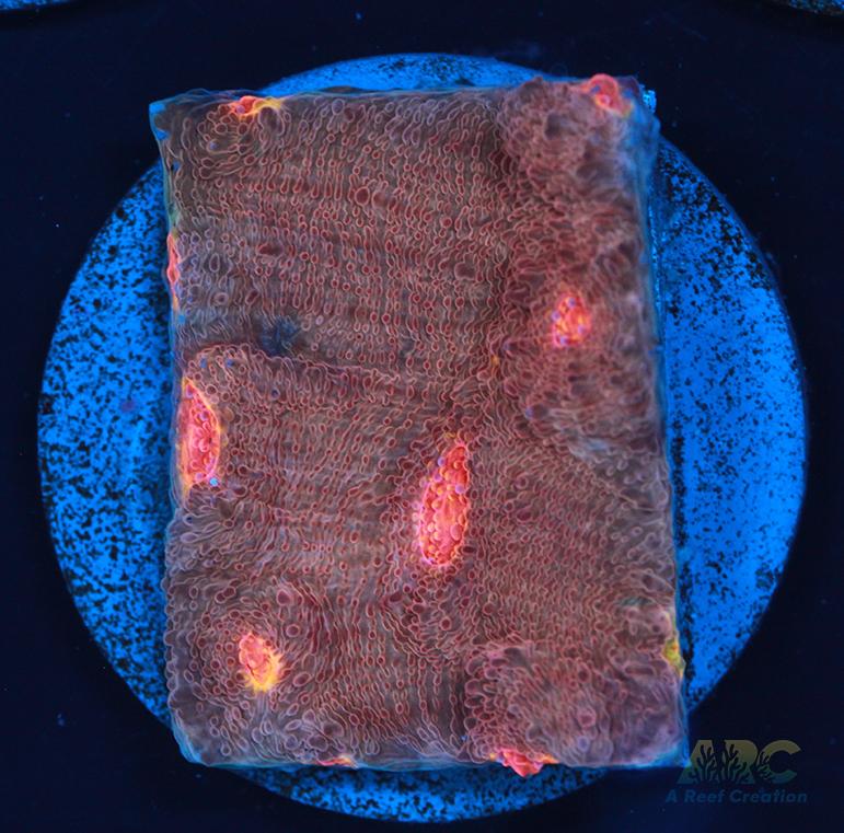 OG Purple Urkle Chalice