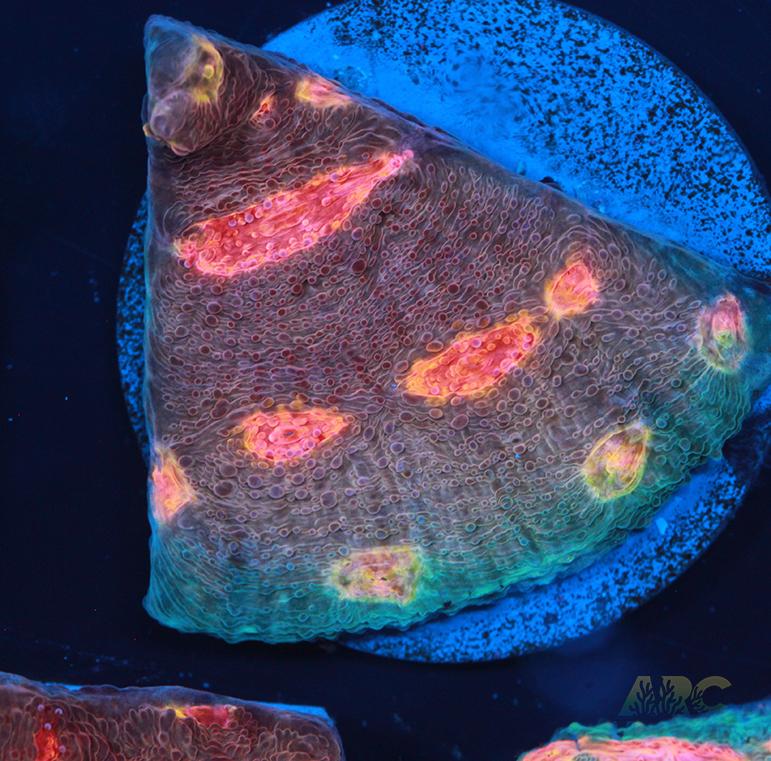 OG Purple Urkle Chalice