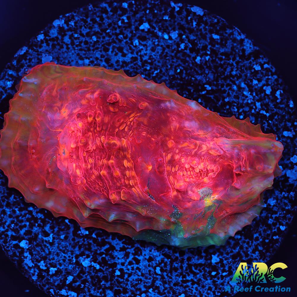 OG Trops Overdose Chalice