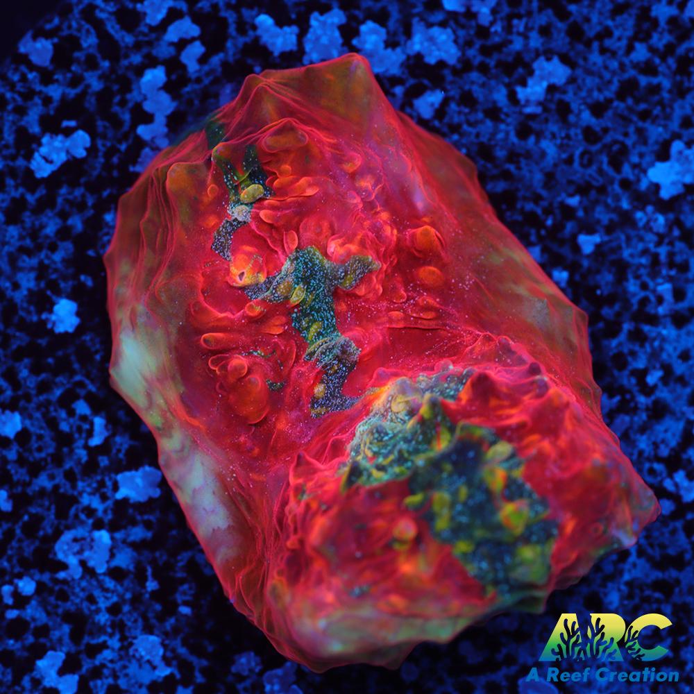 OG Trops Overdose Chalice