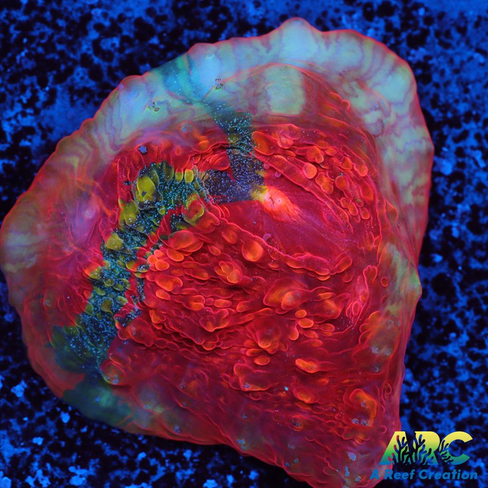 OG Trops Overdose Chalice