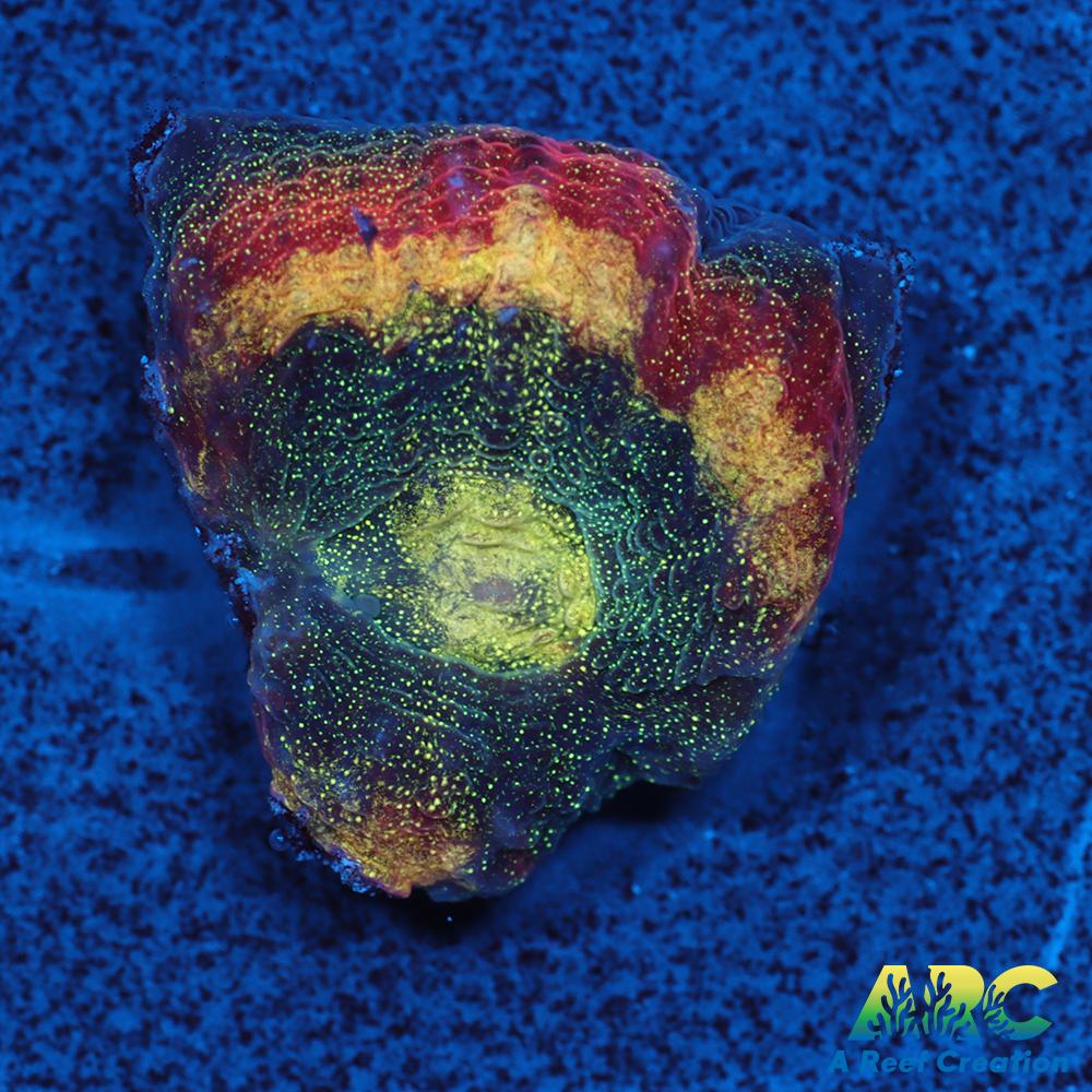 ARC Brent's Reverse Prism Favia