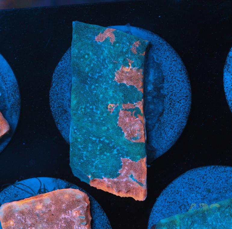 Pastel Rainbow Chalice