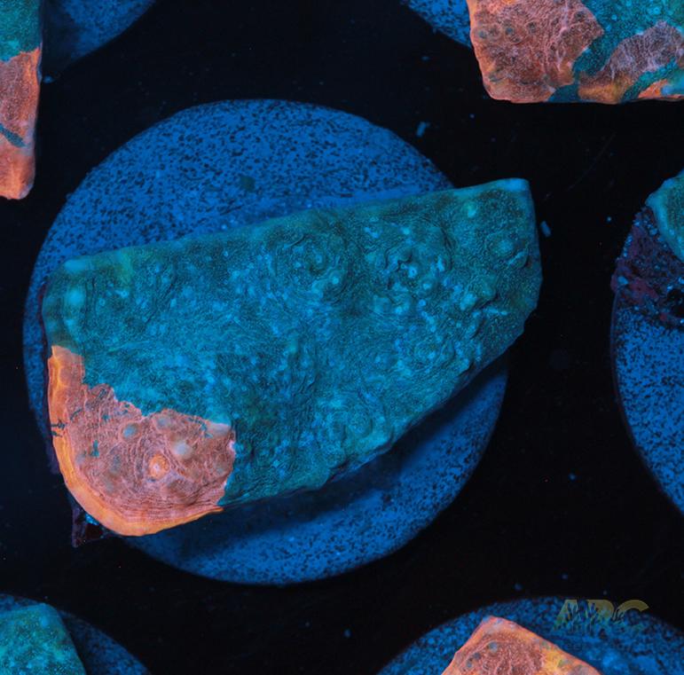 Pastel Rainbow Chalice