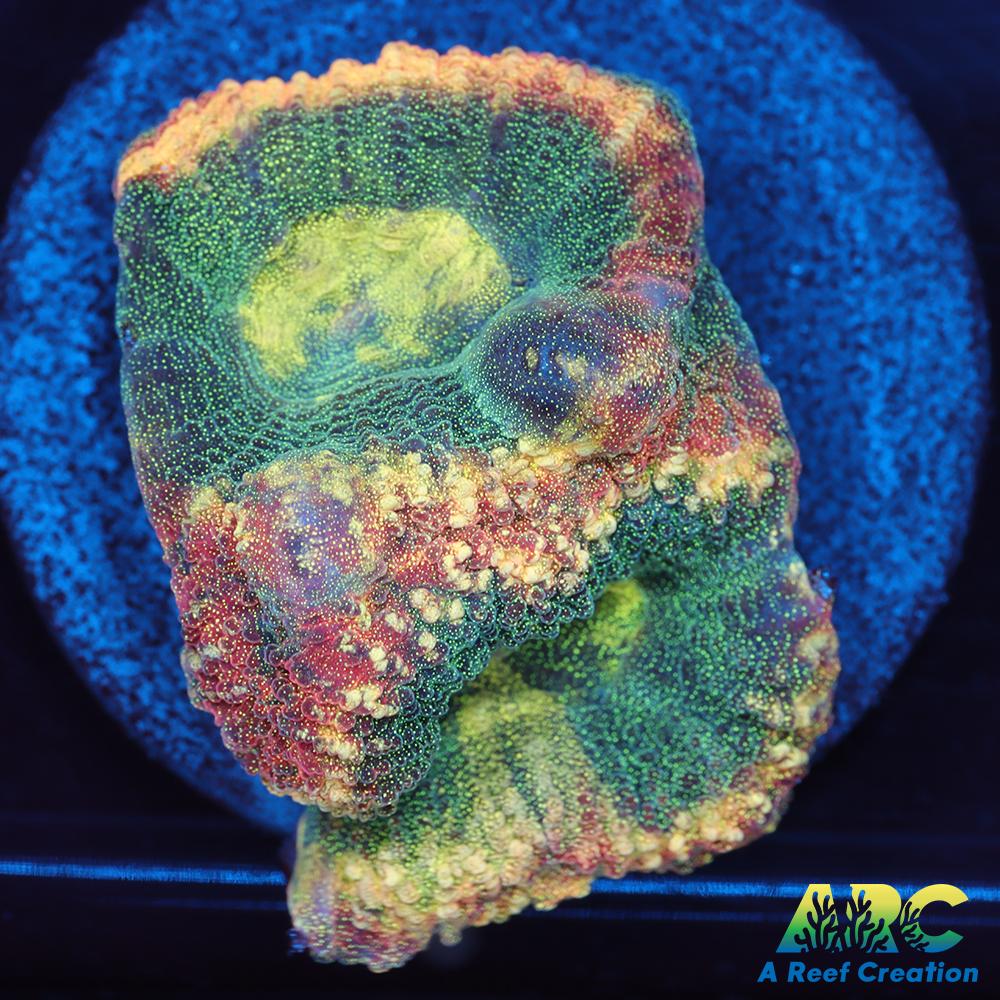 ARC Brent's Reverse Prism Favia