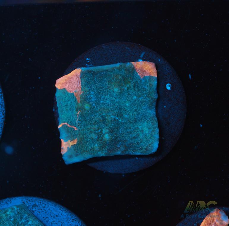 Pastel Rainbow Chalice