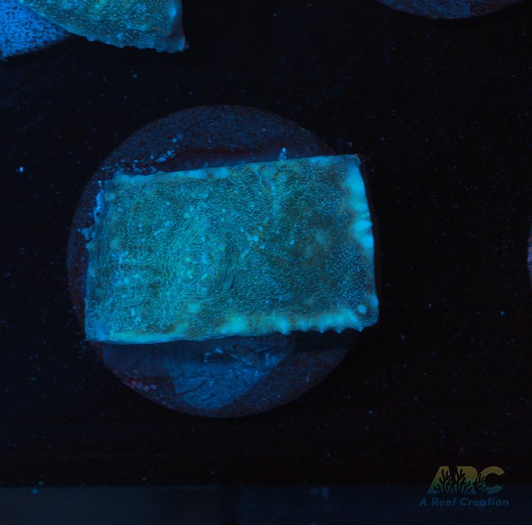 Pastel Rainbow Chalice