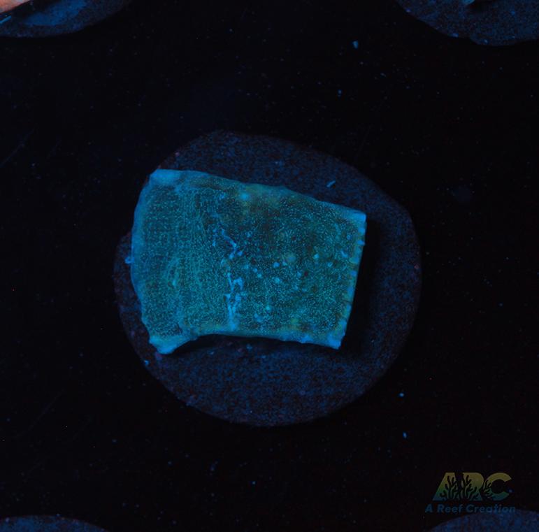 Pastel Rainbow Chalice