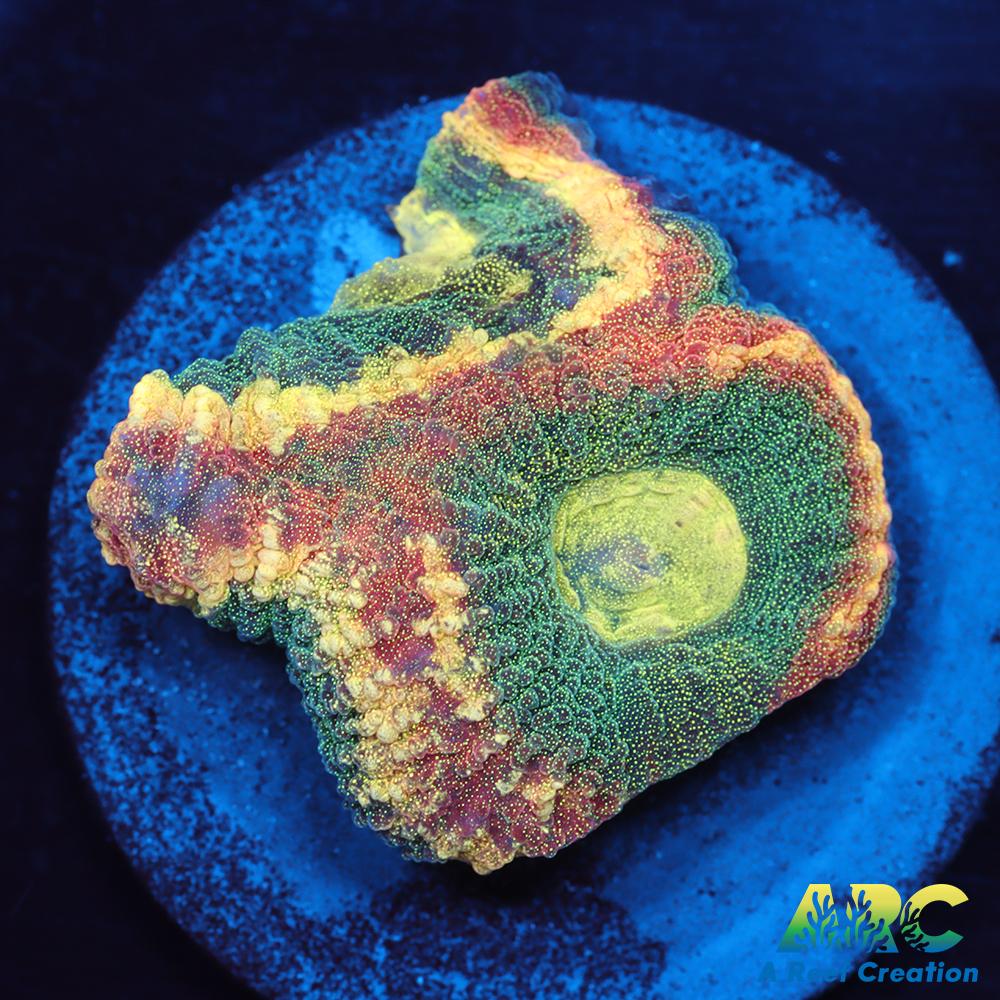 ARC Brent's Reverse Prism Favia