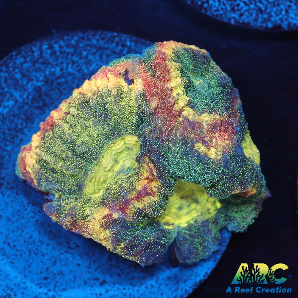 ARC Brent's Reverse Prism Favia