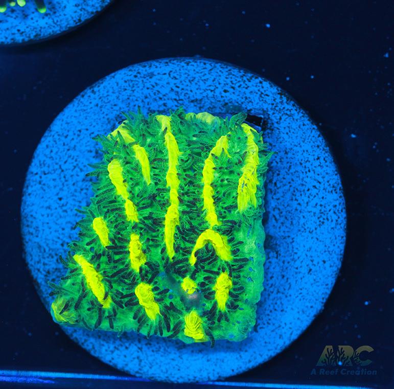 JF Limelight Hydnophora