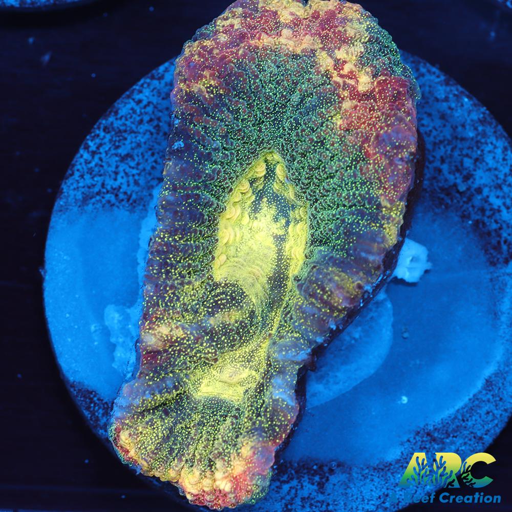 ARC Brent's Reverse Prism Favia