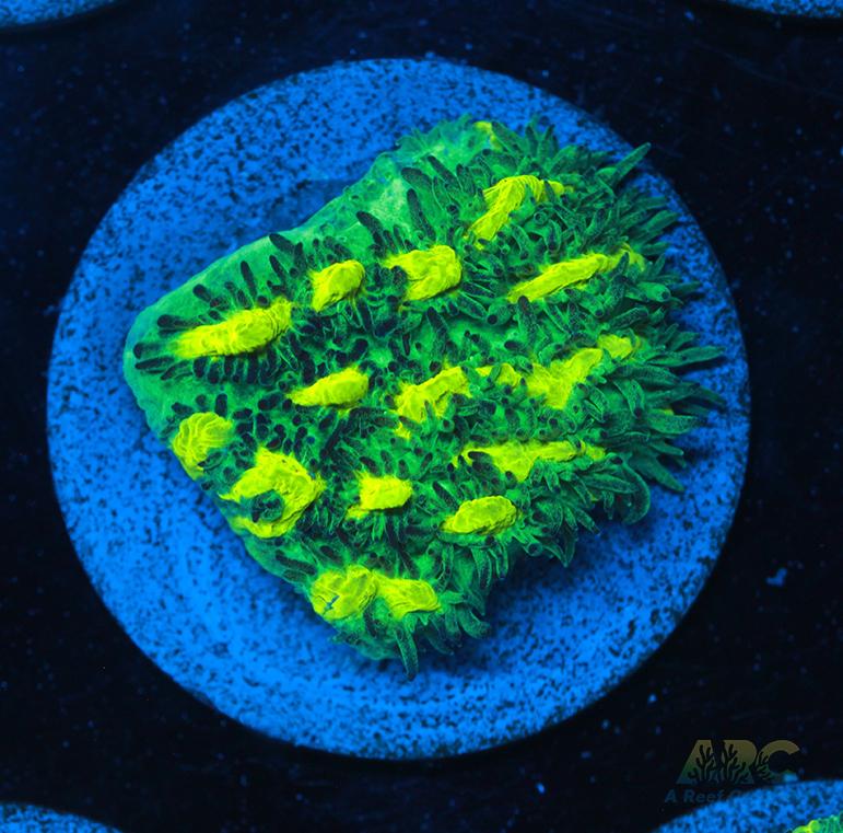 JF Limelight Hydnophora