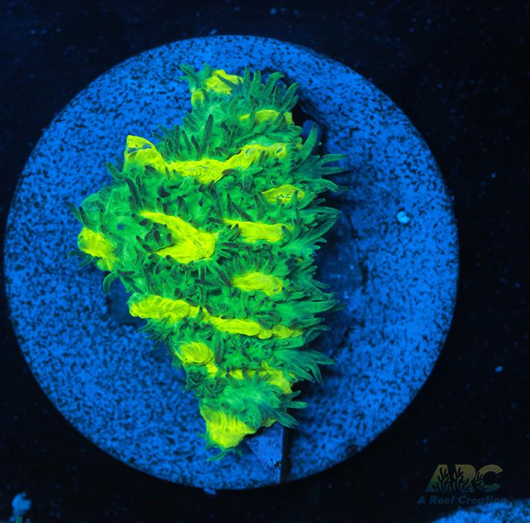 JF Limelight Hydnophora