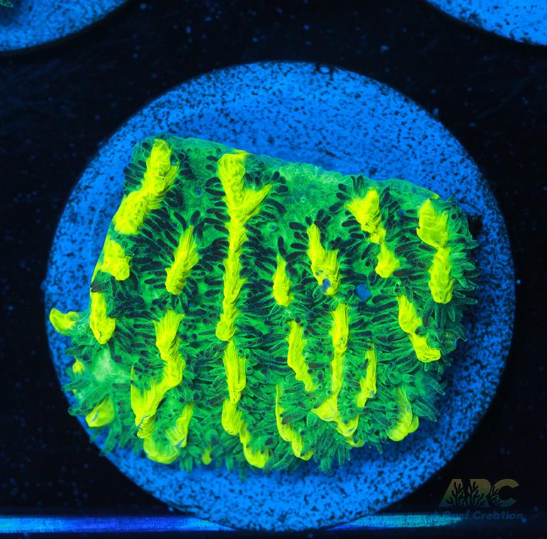 JF Limelight Hydnophora