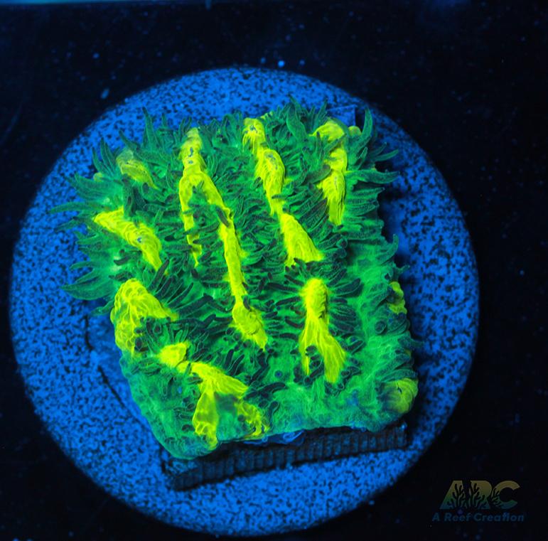 JF Limelight Hydnophora