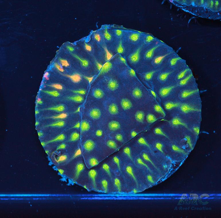 ARC Monet's Madness Cyphastrea