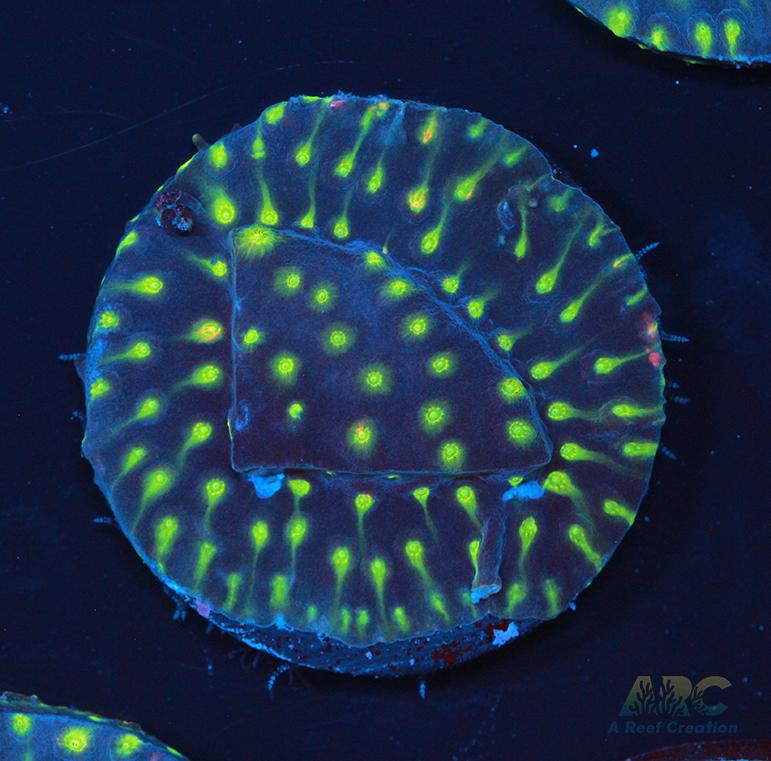 ARC Monet's Madness Cyphastrea