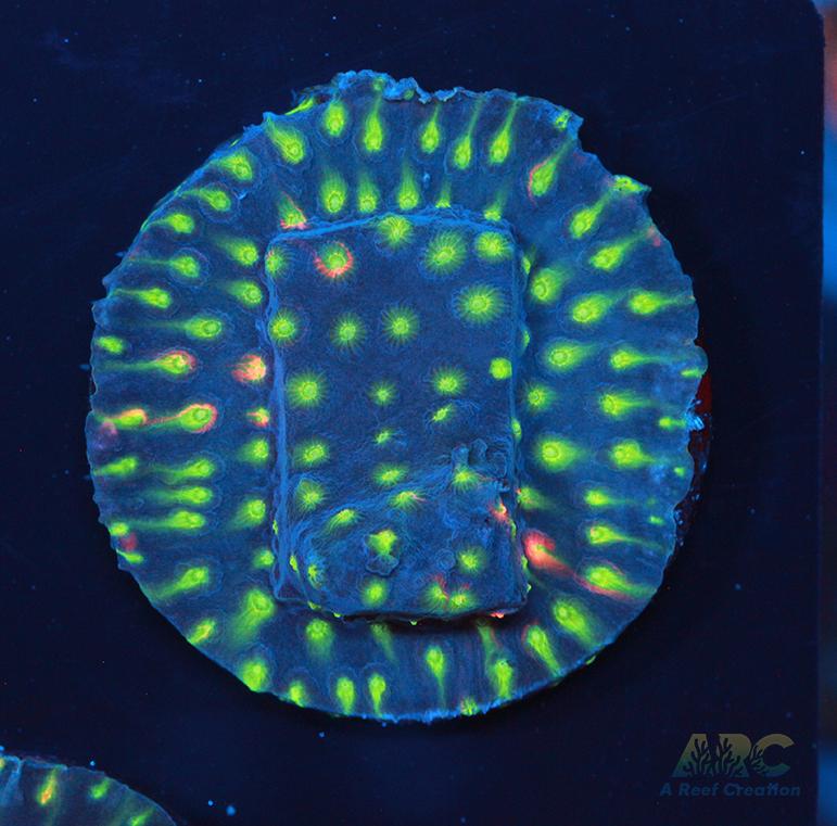 ARC Monet's Madness Cyphastrea