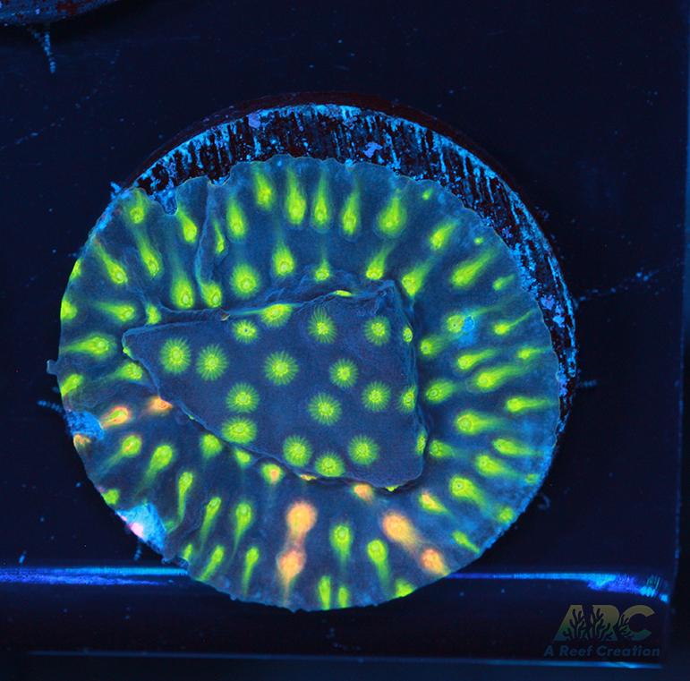 ARC Monet's Madness Cyphastrea