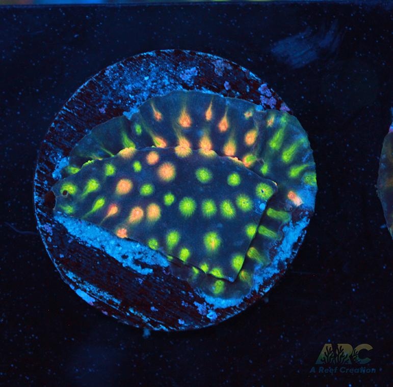 ARC Monet's Madness Cyphastrea