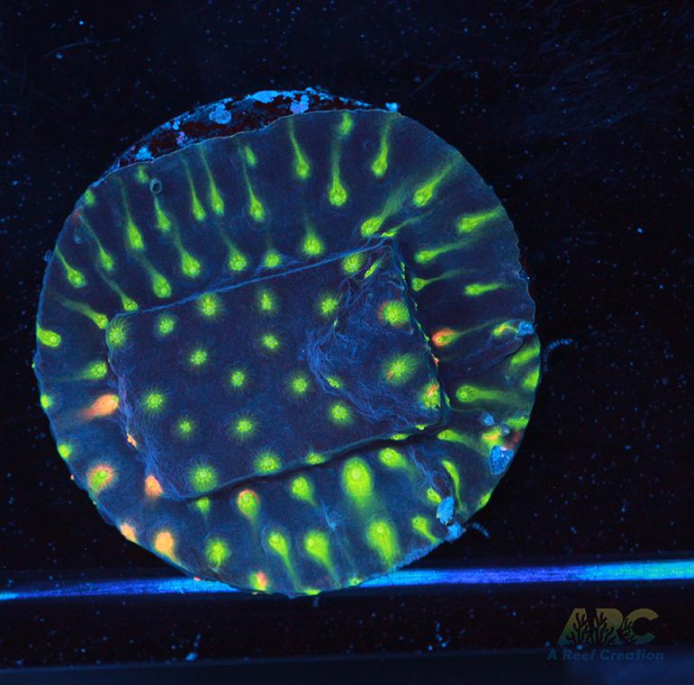 ARC Monet's Madness Cyphastrea