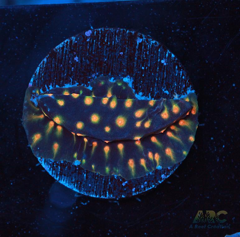 ARC Monet's Madness Cyphastrea