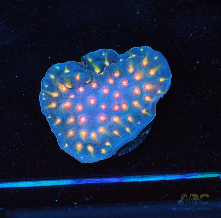 ARC Halley's Comet Plating Cyphastrea