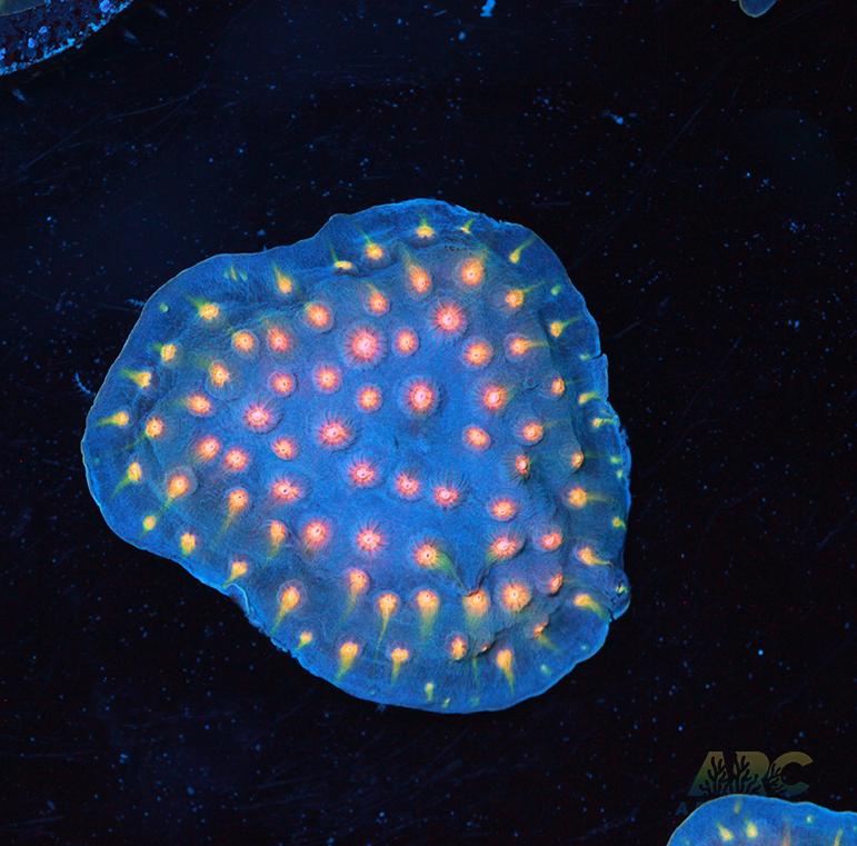 ARC Halley's Comet Plating Cyphastrea