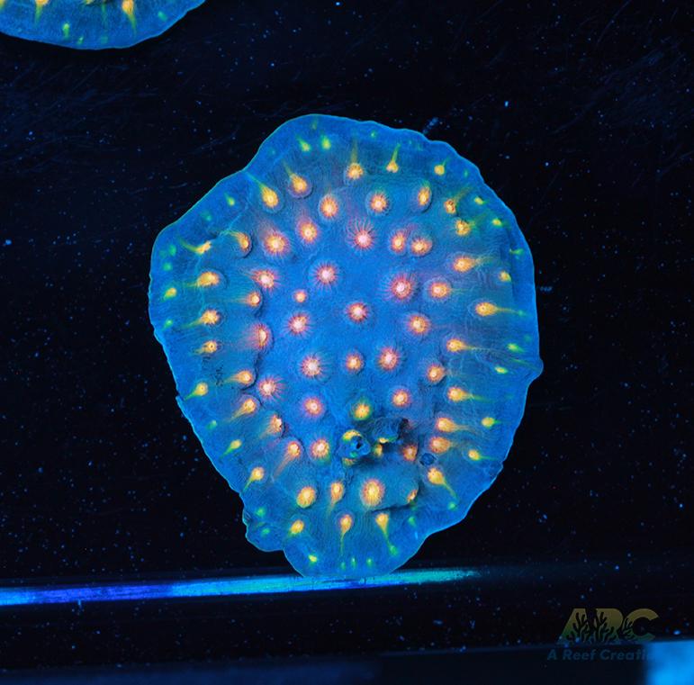 ARC Halley's Comet Plating Cyphastrea