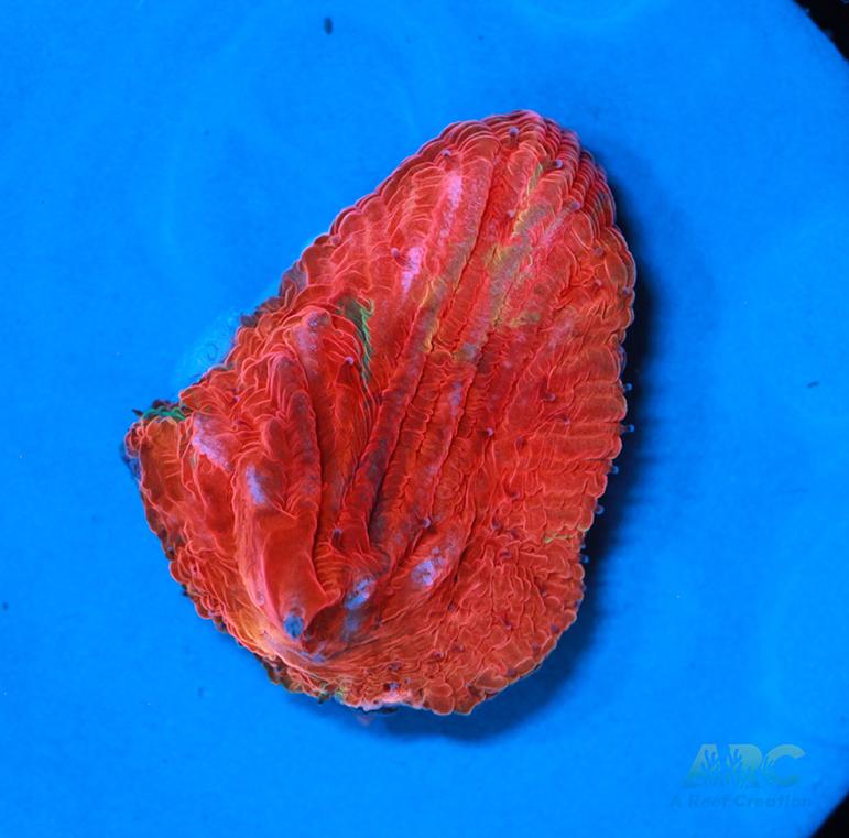 WWC Diablo Diaseris Plate