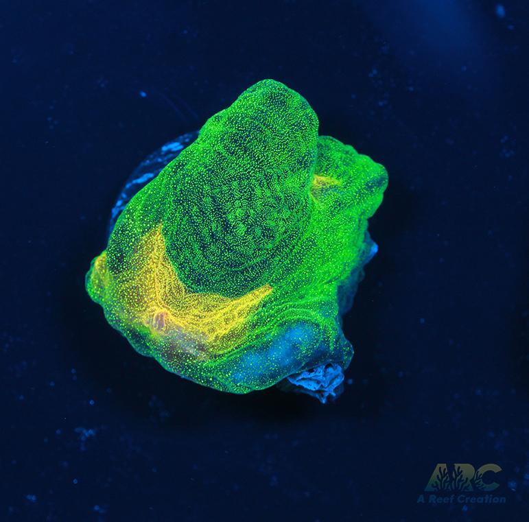 WWC Space Invader Pectinia