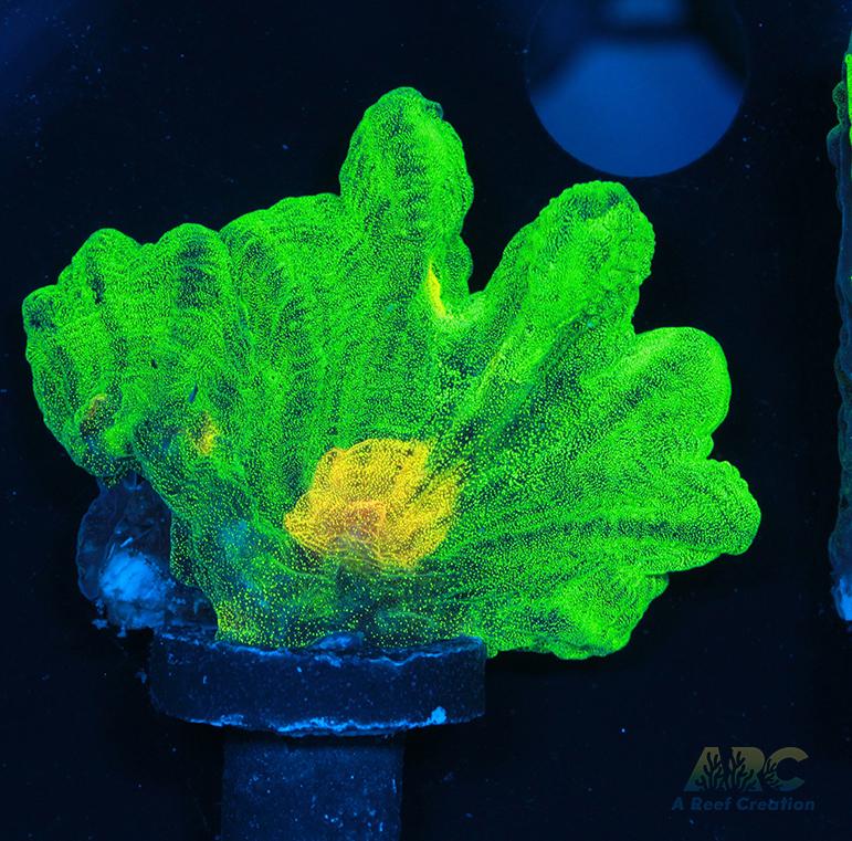 WWC Space Invader Pectinia
