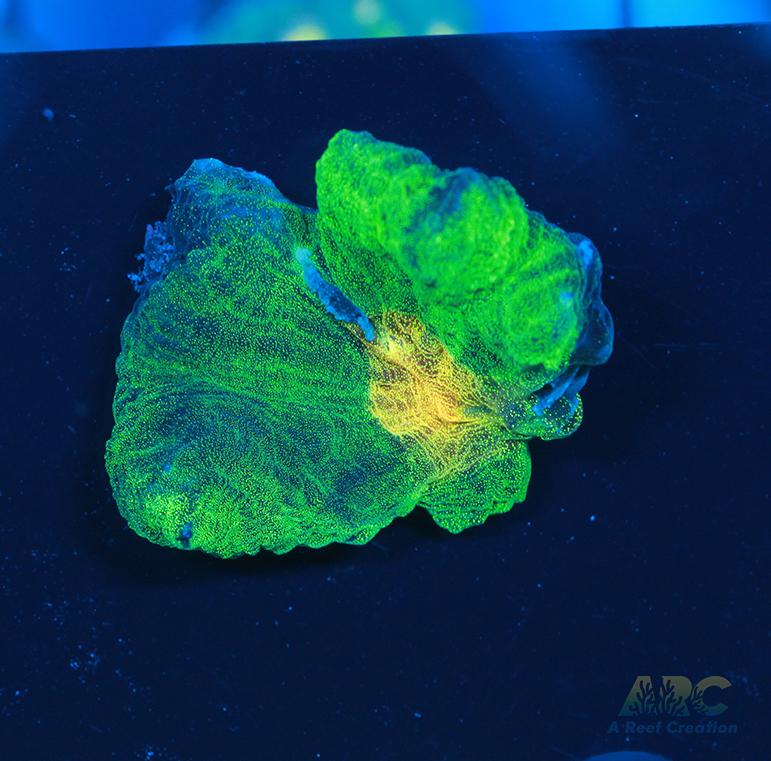 WWC Space Invader Pectinia