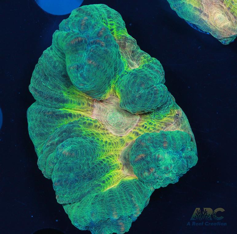 ARC Fake Invader Pectinia