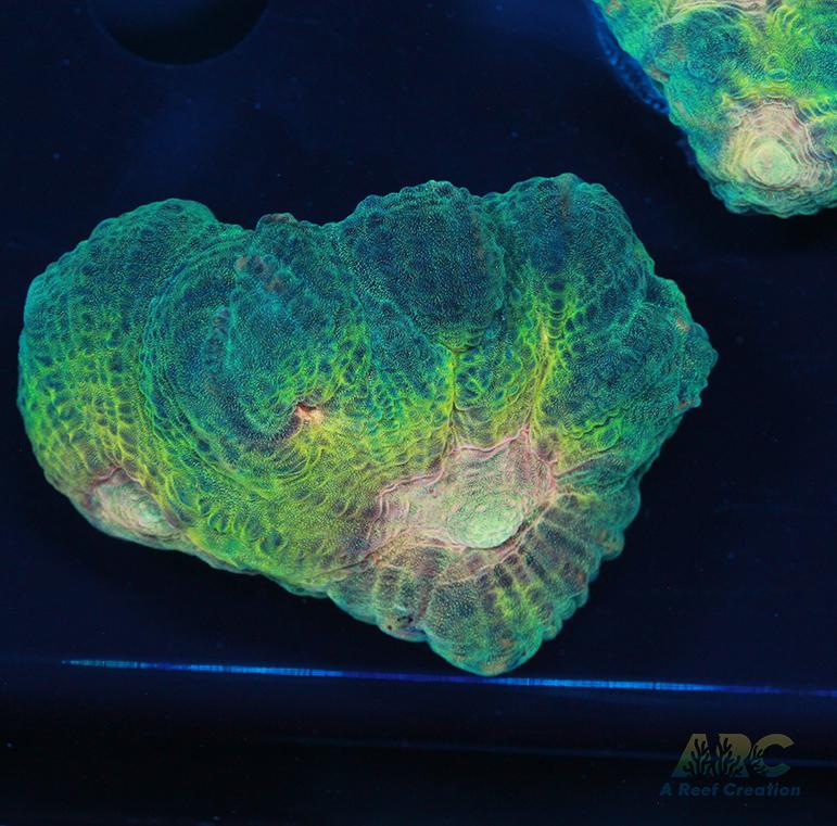 ARC Fake Invader Pectinia