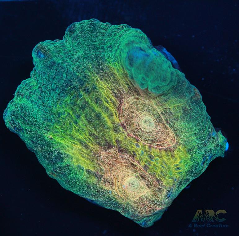 ARC Fake Invader Pectinia