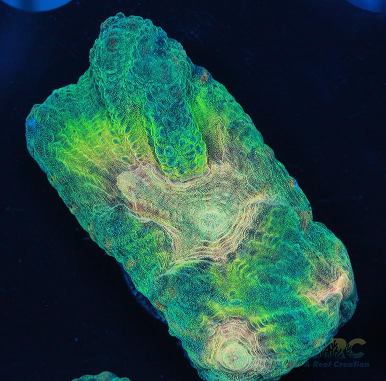 ARC Fake Invader Pectinia