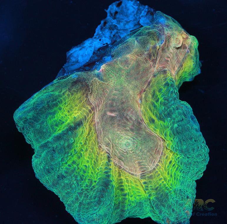 ARC Fake Invader Pectinia