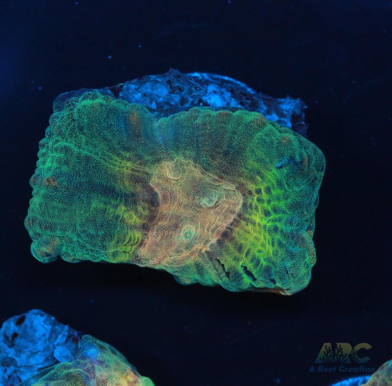 ARC Fake Invader Pectinia