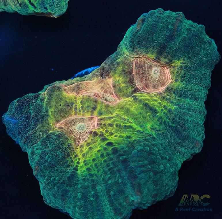 ARC Fake Invader Pectinia