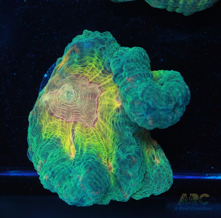 ARC Fake Invader Pectinia