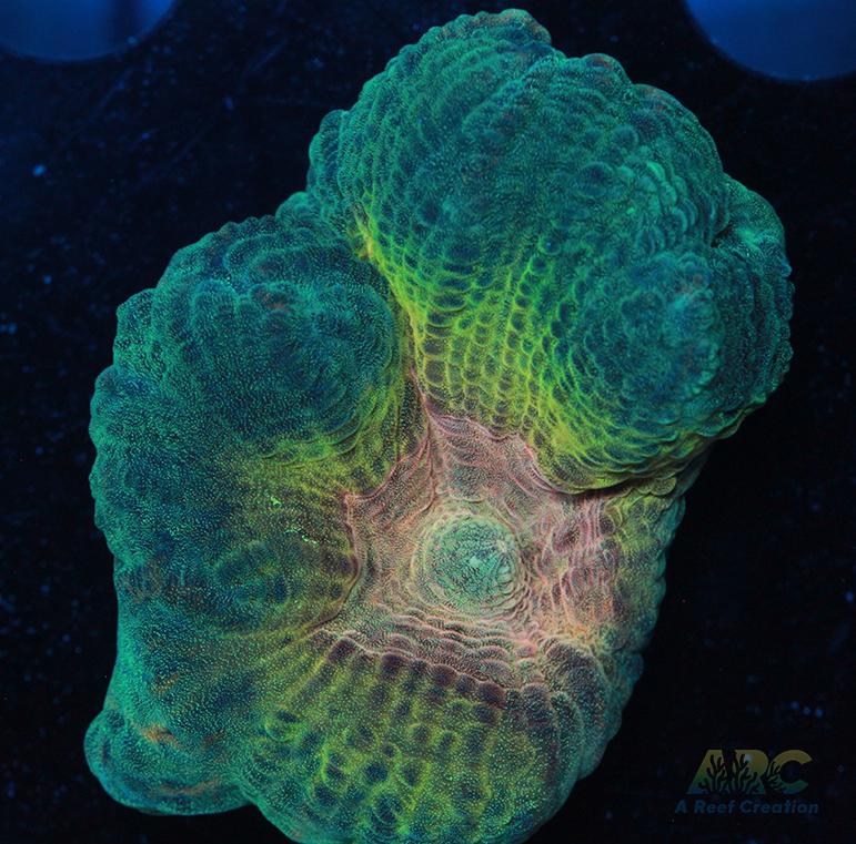 ARC Fake Invader Pectinia